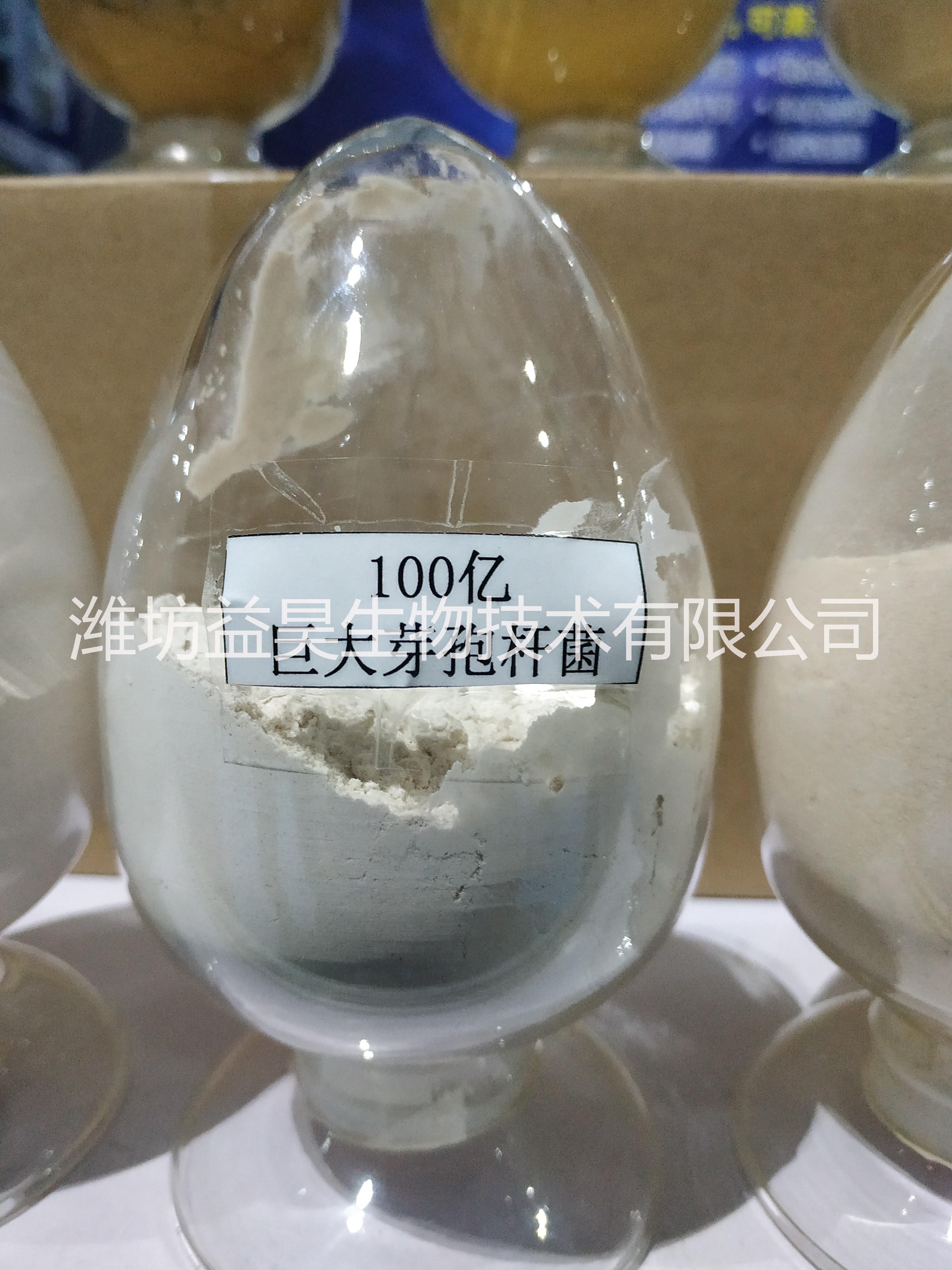 生物有機肥菌種