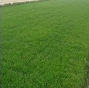 蘭引三號(hào)草皮供應(yīng)商 蘭引三號(hào)草皮生產(chǎn)廠家 惠州石壩草皮 惠州草皮 江西 江西草皮