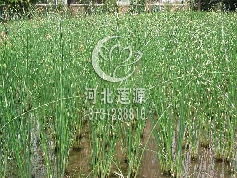 供應(yīng)水蔥，白洋淀水生植物基地，水蔥種苗
