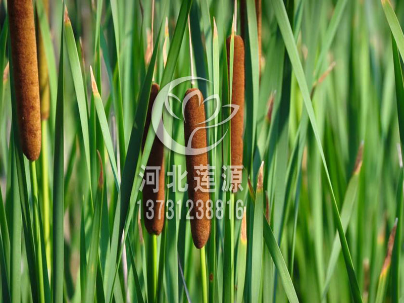 白洋淀香蒲廠家-價格-供應(yīng)商