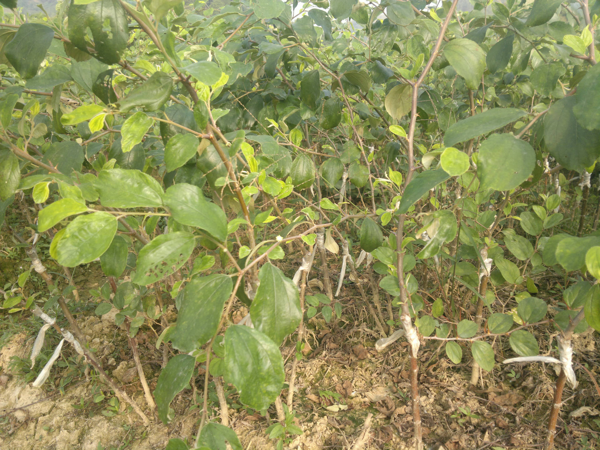 供應(yīng)青棗苗  青棗苗 青棗哪家好 青棗報價 廣西青棗 江西青棗 青棗多少錢 青棗種植基地 青棗供應(yīng)商