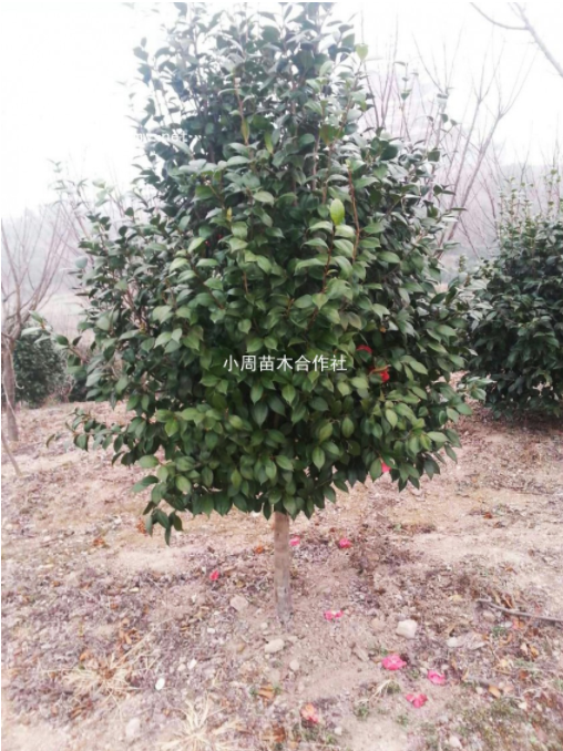 苗圃基地批發(fā)茶花苗