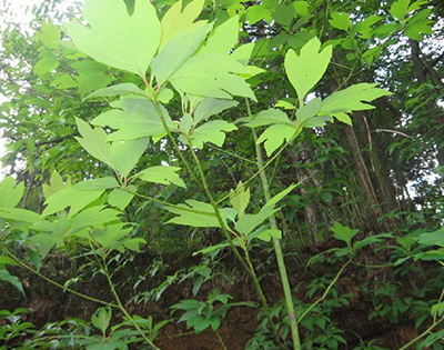 檫樹 檫樹報(bào)價(jià) 檫樹廠家 九江檫樹