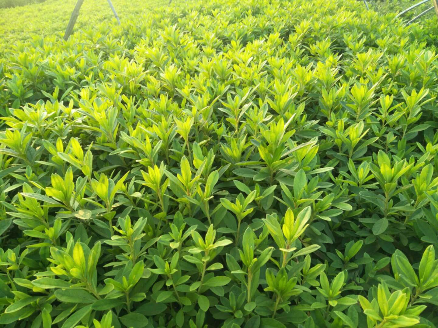 *花小苗，株洲映山紅*苗供應(yīng)商，株洲毛*苗批發(fā)價(jià)