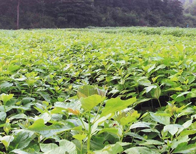 檫樹 檫樹報(bào)價(jià) 檫樹廠家 九江檫樹