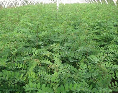 檫樹 檫樹報(bào)價(jià) 檫樹廠家 九江檫樹