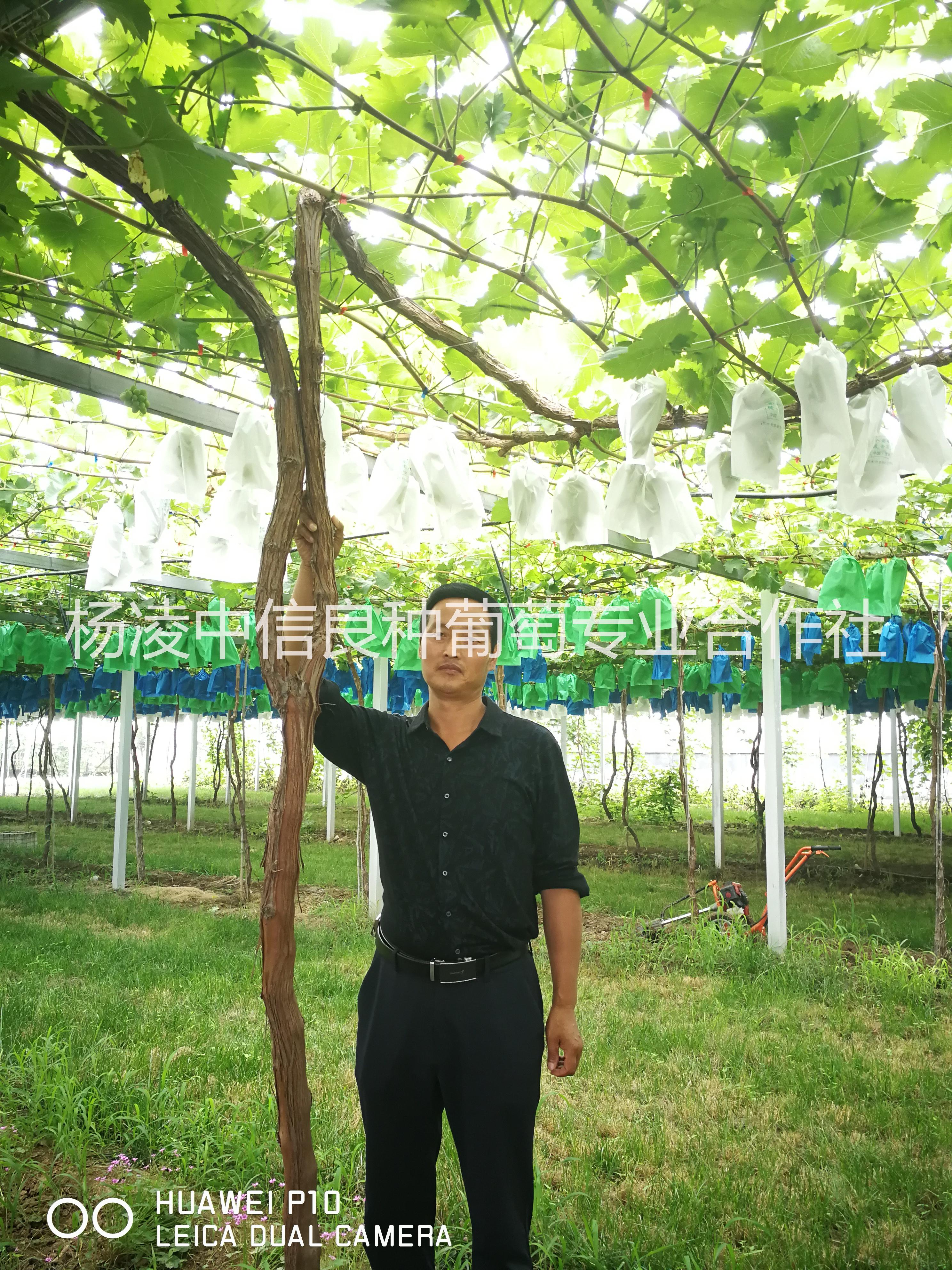 藍(lán)寶石葡萄種植基地| 甜蜜藍(lán)寶石
