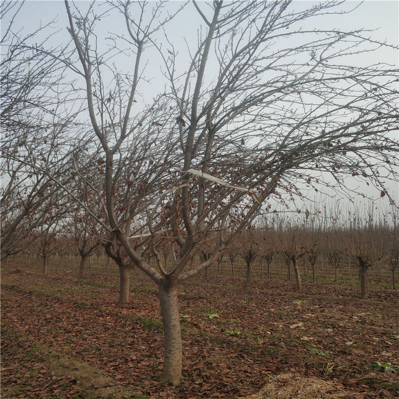 19公分櫻花樹(shù) 19公分櫻花樹(shù)批發(fā) 19公分櫻花樹(shù)供應(yīng)商 櫻花樹(shù)基地