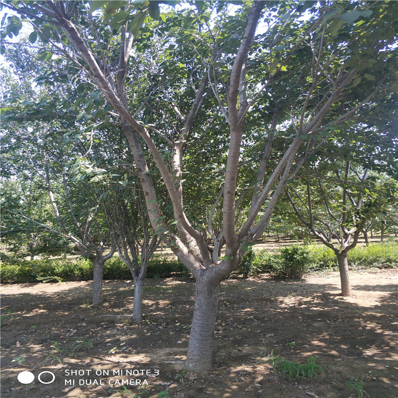 19公分櫻花樹(shù) 19公分櫻花樹(shù)批發(fā) 19公分櫻花樹(shù)供應(yīng)商 櫻花樹(shù)基地