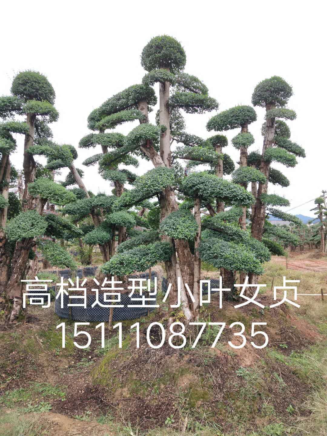 造型小葉女貞 小葉女貞造型樹