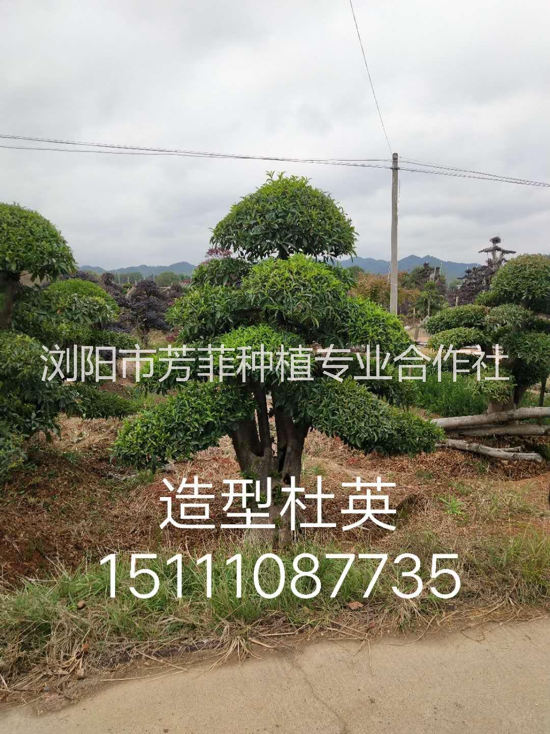 造型欏木石楠 造型赤楠 綠化工程 庭院綠化景觀樹