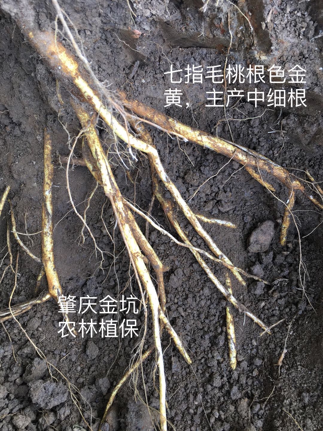 供應(yīng)七個指的 五指毛桃苗