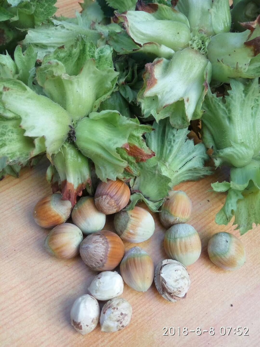 供應遼寧榛子苗-榛子苗種植基地-榛子苗直銷批發(fā)-榛子苗哪里有