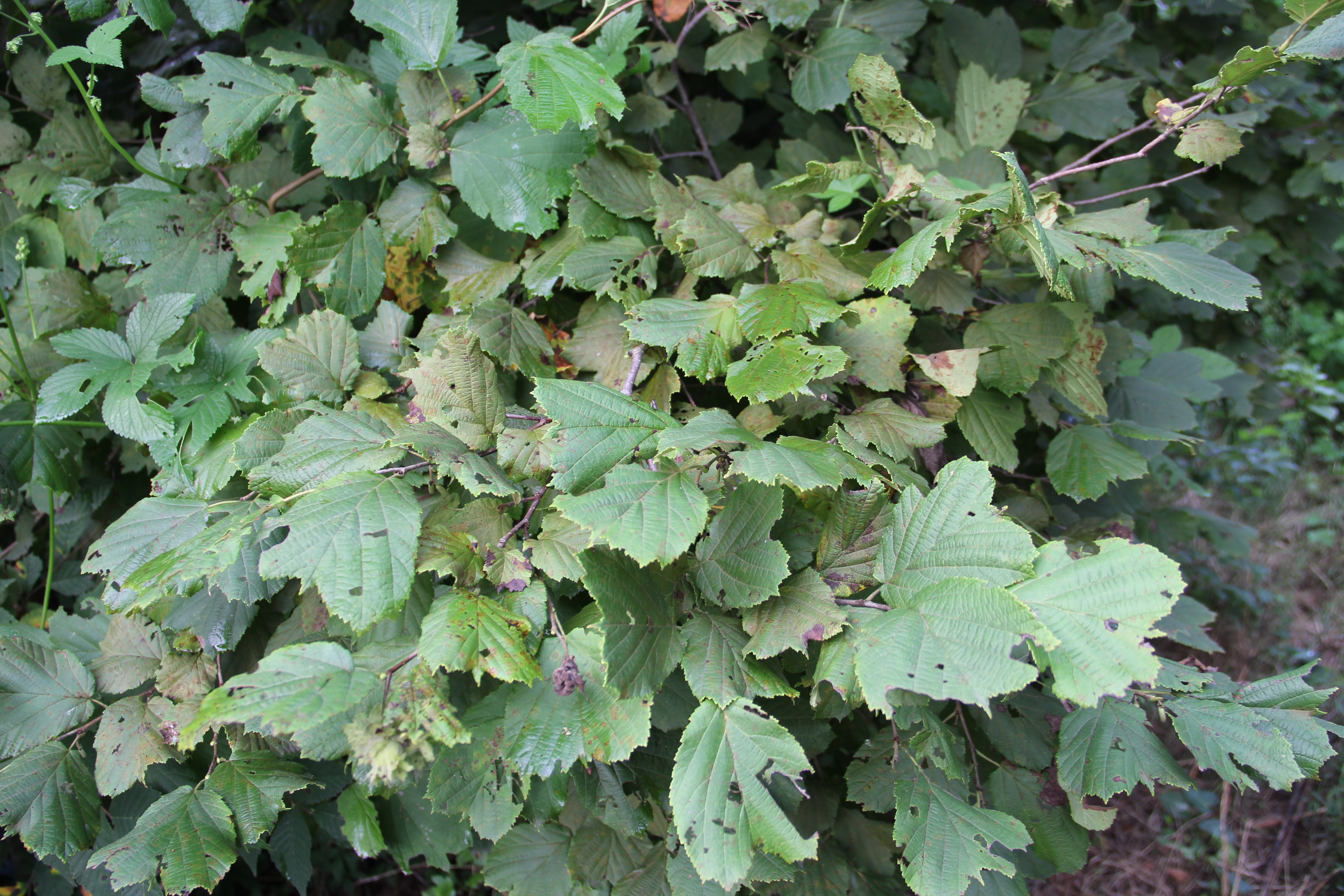 供應遼寧榛子苗-榛子苗種植基地-榛子苗直銷批發(fā)-榛子苗哪里有