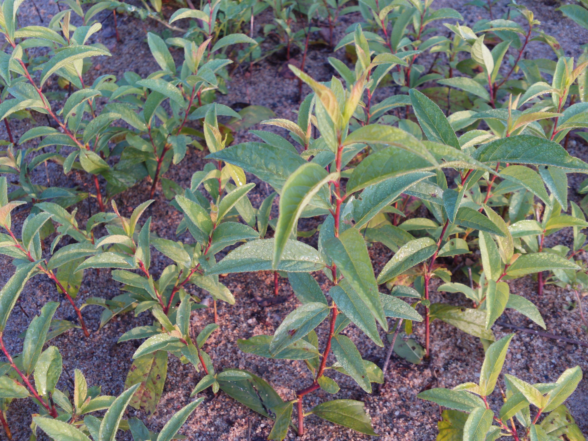 紅花麥李 紅花麥李價(jià)格 紅花麥李種植基地