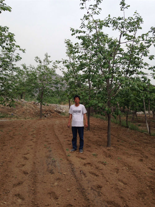 供應河北保定核桃樹苗 價格合理