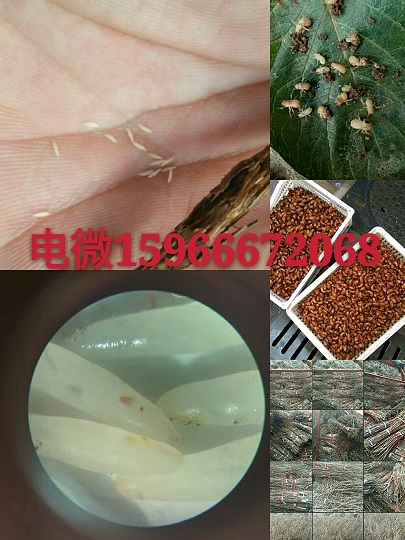 供應(yīng)人工孵化金蟬種子爬叉蟲卵養(yǎng)殖技術(shù)