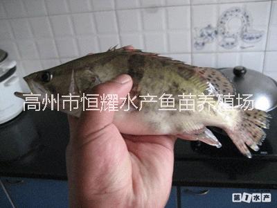 廣東茂名供應(yīng)優(yōu)質(zhì)桂花魚(yú)魚(yú)苗鱖魚(yú)魚(yú)苗