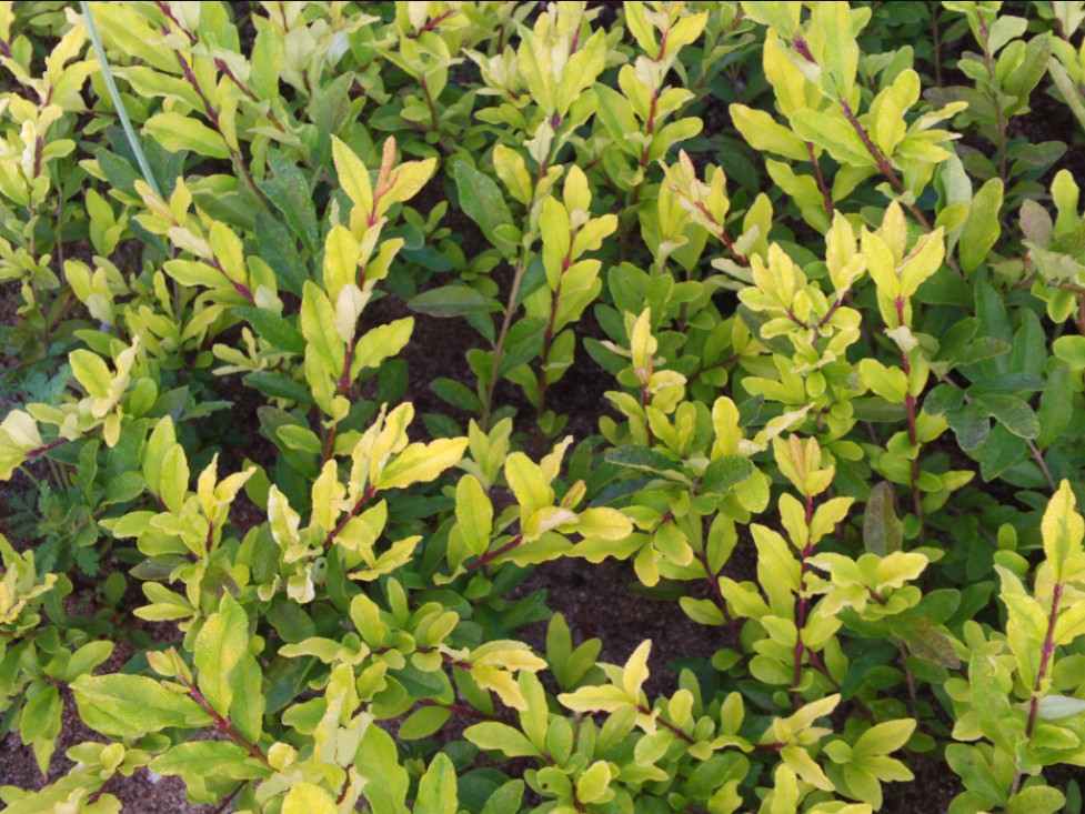 遼寧金葉水臘 金葉水臘小苗培育基地 金葉水臘采購價格