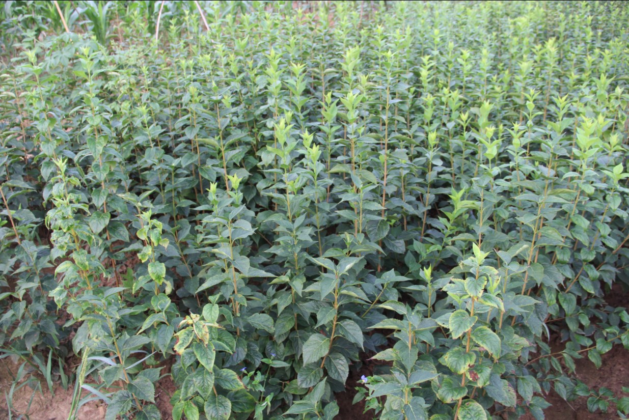 東北連翹 東北連翹采購報價  東北連翹生產(chǎn)廠家