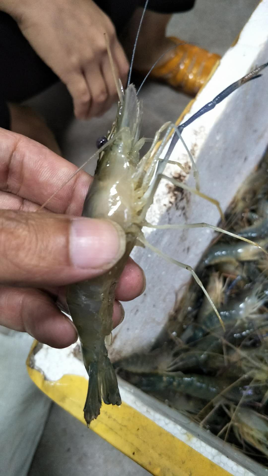 花鰱 花鰱價格  花鰱廠家 花鰱公司  花鰱批發(fā) 花鰱報價 花鰱供應商 花鰱生產商