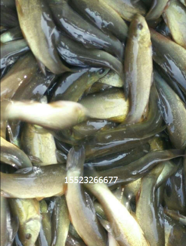 黃顙魚 黃顙魚價(jià)格  黃顙魚公司 黃顙魚廠家 黃顙魚供應(yīng)商 黃顙魚批發(fā)價(jià) 黃顙魚報(bào)價(jià)表