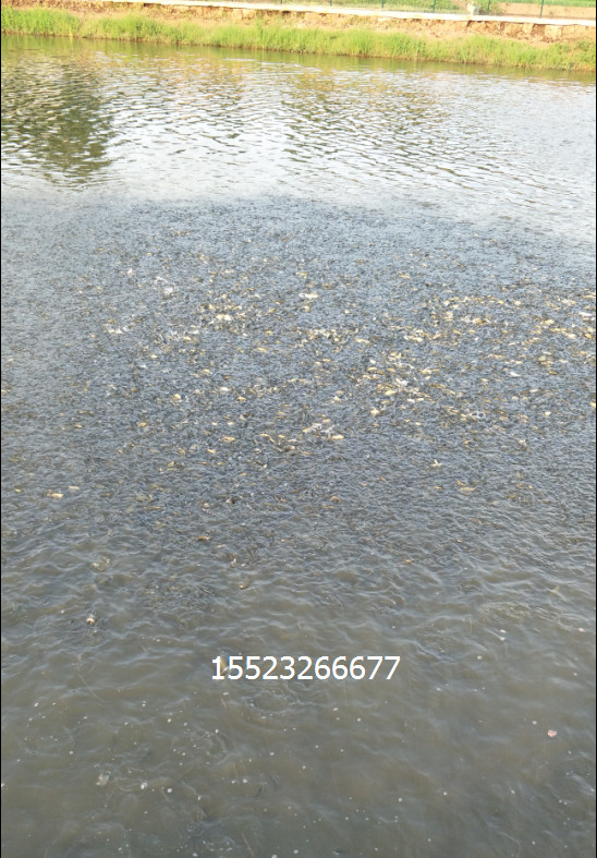 淡水魚苗價格 淡水魚苗公司 淡水魚苗廠家 淡水魚苗生產(chǎn)商 淡水魚苗供應(yīng)商 淡水魚苗批發(fā)價 淡水魚苗