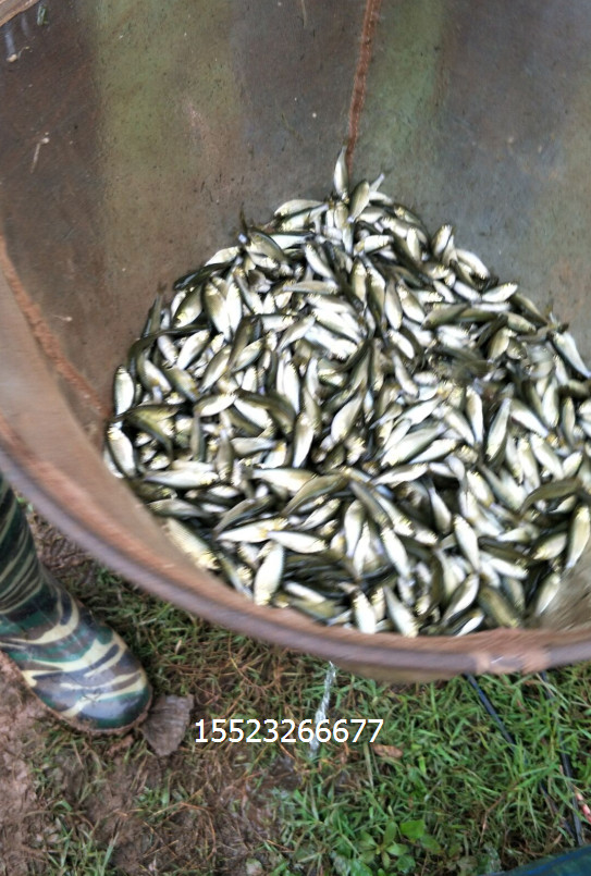 鯽魚 鯽魚價格 鯽魚公司 鯽魚廠家 鯽魚批發(fā) 鯽魚報價 鯽魚供應(yīng)商 鯽魚生產(chǎn)商