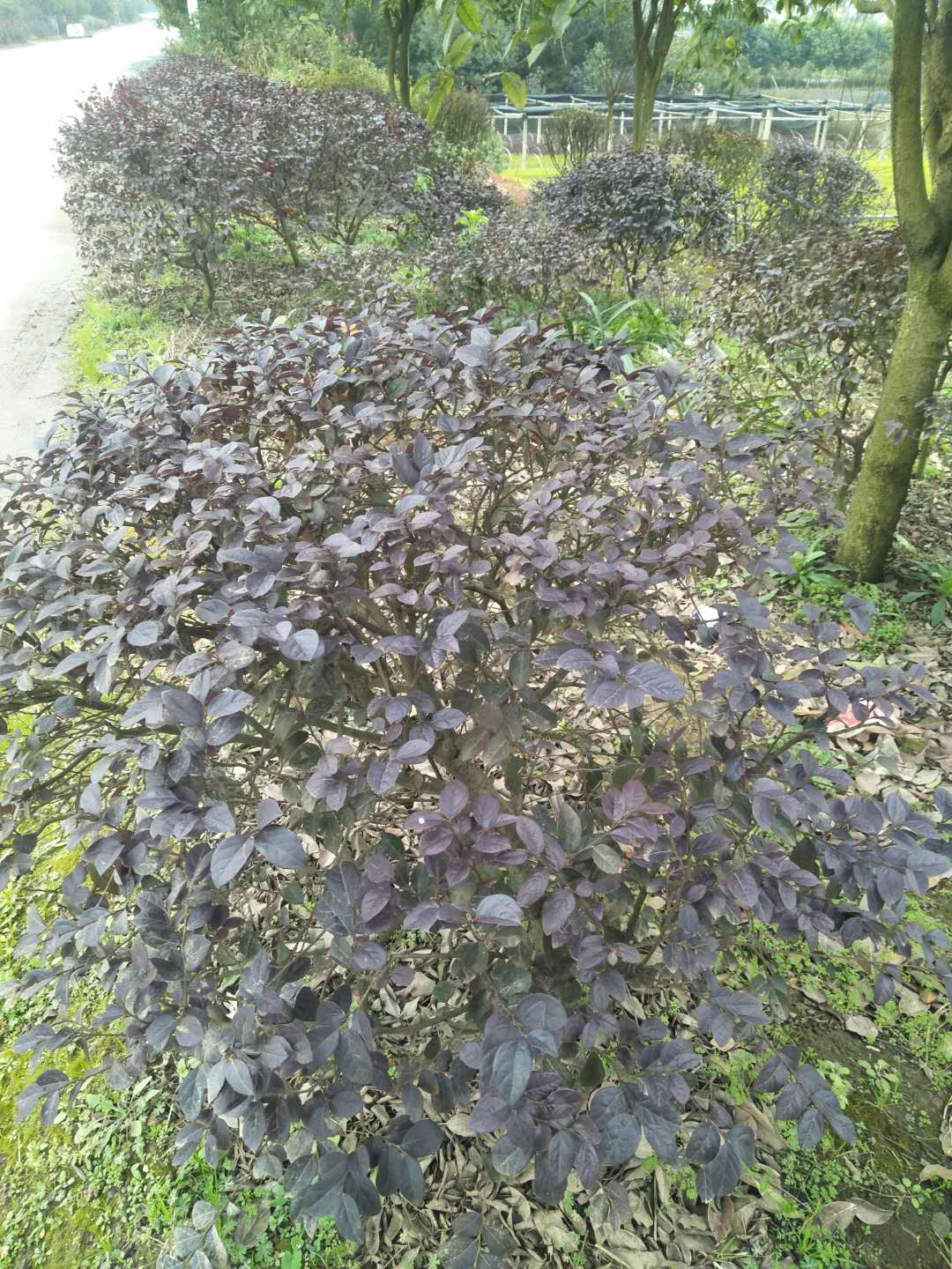 紅繼木苗，湖南郴州紅繼木苗種植基地，湖南郴州紅繼木苗供應(yīng)商，湖南郴州紅繼木苗批發(fā)價(jià)