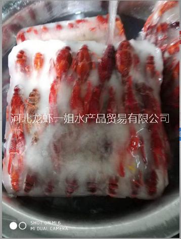 潛江小龍蝦龍蝦一姐水產(chǎn)品信譽保證