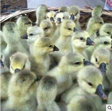 鵝苗活體 鵝苗活體報價 鵝苗活體批發(fā) 鵝苗活體供應商 鵝苗活體生產(chǎn)廠家 鵝苗活體哪家好