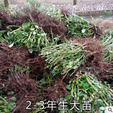 玫瑰種苗直銷  云南玫瑰種苗報價  云南玫瑰種苗批發(fā)  云南玫瑰種苗供應商  云南玫瑰種苗哪家好