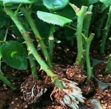 紅玫瑰花苗報價 云南紅玫瑰花苗生產廠家 云南紅玫瑰花苗批發(fā)  云南紅玫瑰花苗供應商