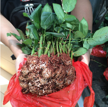 花卉種苗批發(fā)  云南花卉種苗報價 云南花卉種苗生產廠家  云南花卉種苗供應商  云南花卉種苗哪家好