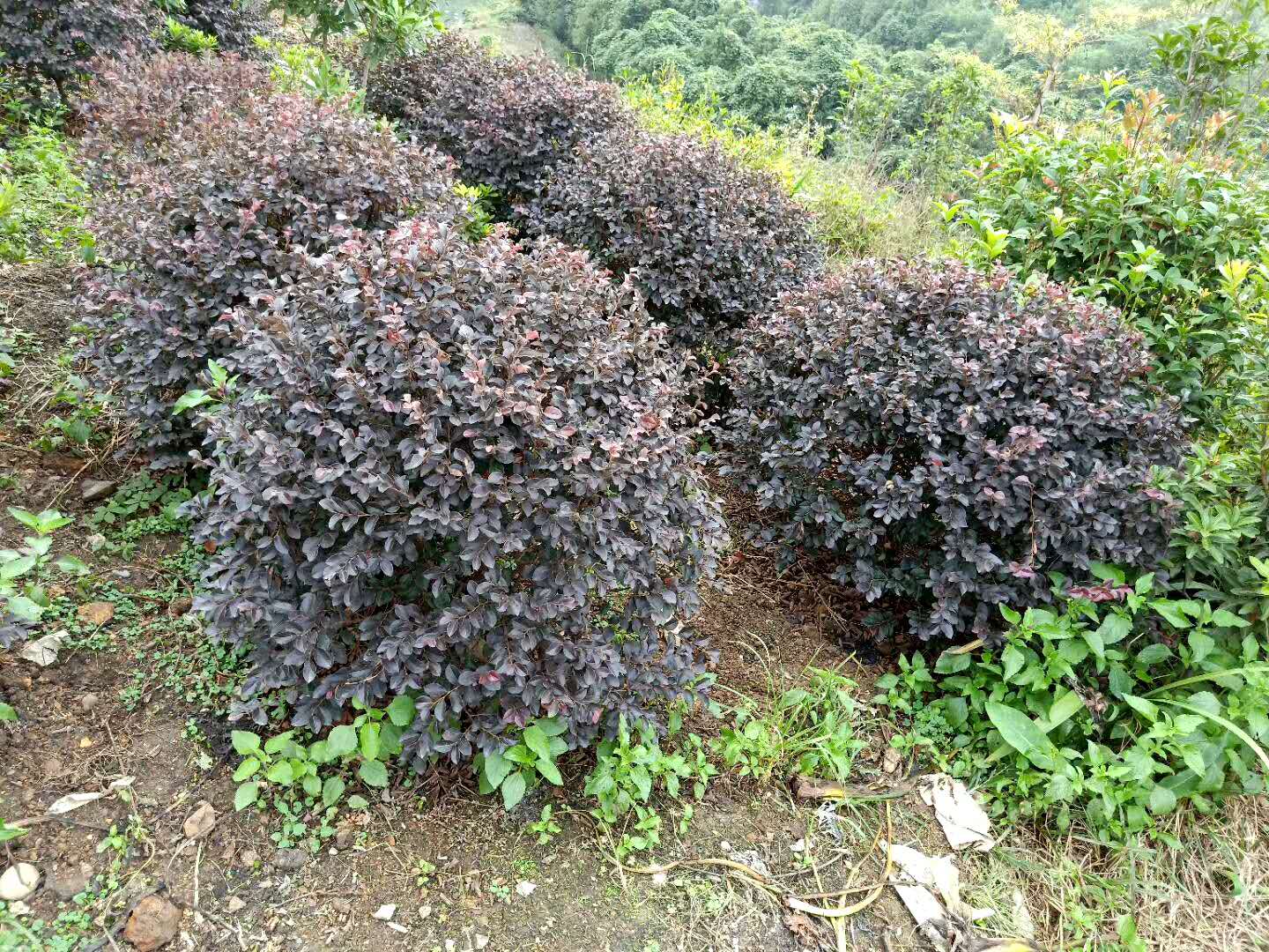 紅繼木苗，湖南郴州紅繼木苗種植基地，湖南郴州紅繼木苗供應(yīng)商，湖南郴州紅繼木苗批發(fā)價(jià)