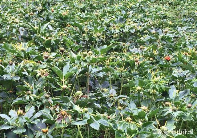 貴州七葉一枝花種植基地，種苗批發(fā)，廠家直銷