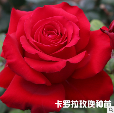 卡羅拉玫瑰花苗批發(fā)  云南卡羅拉玫瑰花苗報價  云南卡羅拉玫瑰花苗供應(yīng)商   云南卡羅拉玫瑰花苗生產(chǎn)廠家