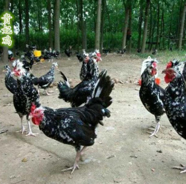 貴妃雞苗活體 貴妃雞苗活體報價 貴妃雞苗活體批發(fā) 貴妃雞苗活體供應(yīng)商 貴妃雞苗活體直銷