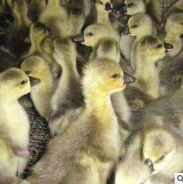 鵝苗活體 鵝苗活體報價 鵝苗活體批發(fā) 鵝苗活體供應商 鵝苗活體生產(chǎn)廠家 鵝苗活體哪家好