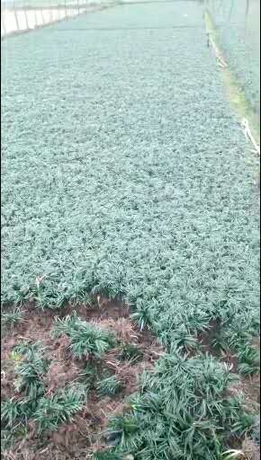 湘潭沙土玉龍草基地電話，湘潭沙土玉龍草報價/價格，湘潭沙土玉龍草供應(yīng)商/種植基地