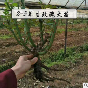 玫瑰種苗報(bào)價(jià) 云南玫瑰種苗批發(fā)  云南玫瑰種苗供應(yīng)商  云南玫瑰種苗生產(chǎn)廠家  云南玫瑰種苗哪家好