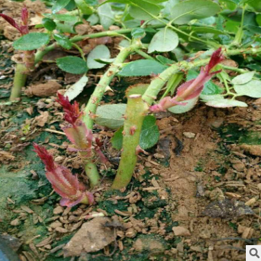 玫瑰種苗直銷  云南玫瑰種苗報價  云南玫瑰種苗批發(fā)  云南玫瑰種苗供應商  云南玫瑰種苗哪家好