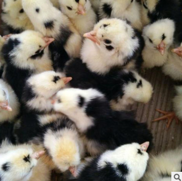 貴妃雞苗活體 貴妃雞苗活體報價 貴妃雞苗活體批發(fā) 貴妃雞苗活體供應(yīng)商 貴妃雞苗活體直銷