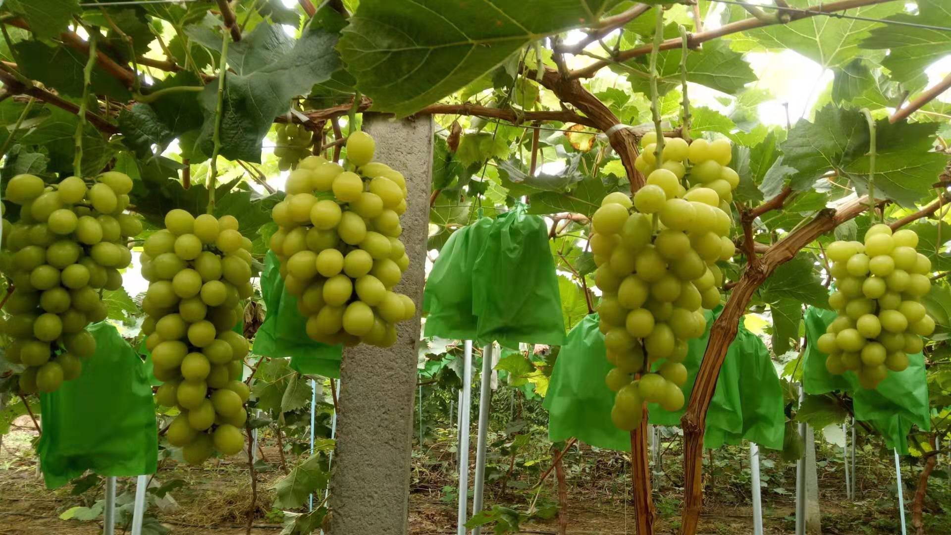 陜西陽光玫瑰葡萄苗種植基地_陽光玫瑰葡萄苗批發(fā)價(jià)格|品種齊全|品質(zhì)好