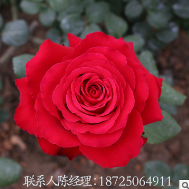 玫瑰花苗報(bào)價(jià)  云南玫瑰花苗生產(chǎn)廠家 云南玫瑰花苗批發(fā) 云南玫瑰花苗供應(yīng)商  云南玫瑰花苗直銷