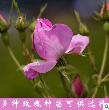 紅玫瑰花苗報價 云南紅玫瑰花苗生產廠家 云南紅玫瑰花苗批發(fā)  云南紅玫瑰花苗供應商