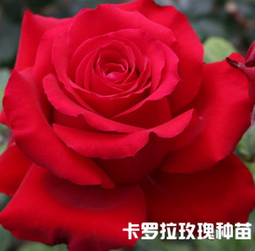 玫瑰花苗報(bào)價(jià)  云南玫瑰花苗生產(chǎn)廠家 云南玫瑰花苗批發(fā) 云南玫瑰花苗供應(yīng)商  云南玫瑰花苗直銷