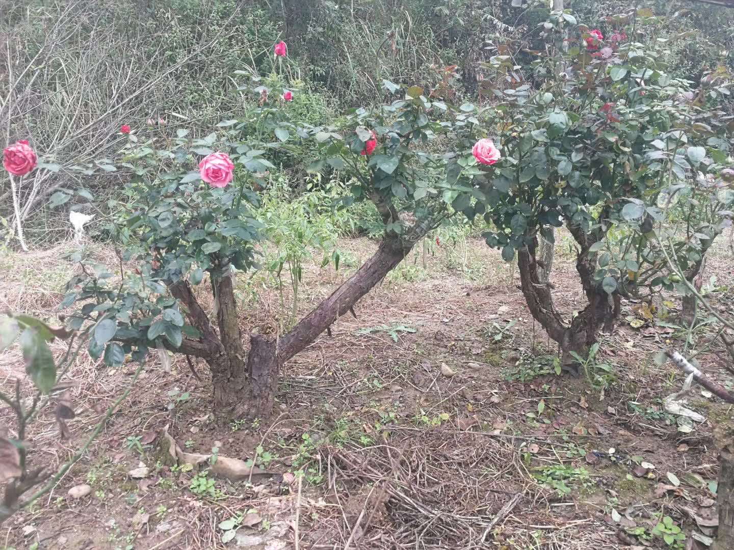 古樁月季 古樁月季價格 古樁月季廠家 河南古樁月季