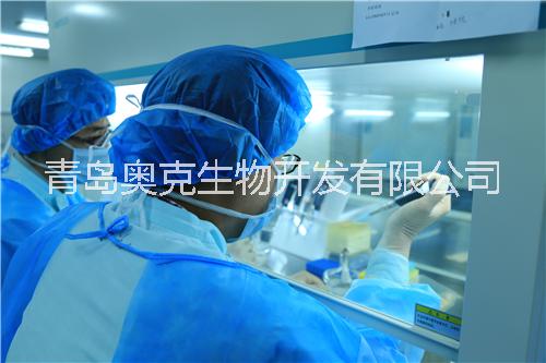 山東省臍帶干細胞  間充質干細胞  臍帶干細胞  干細胞儲存 安心