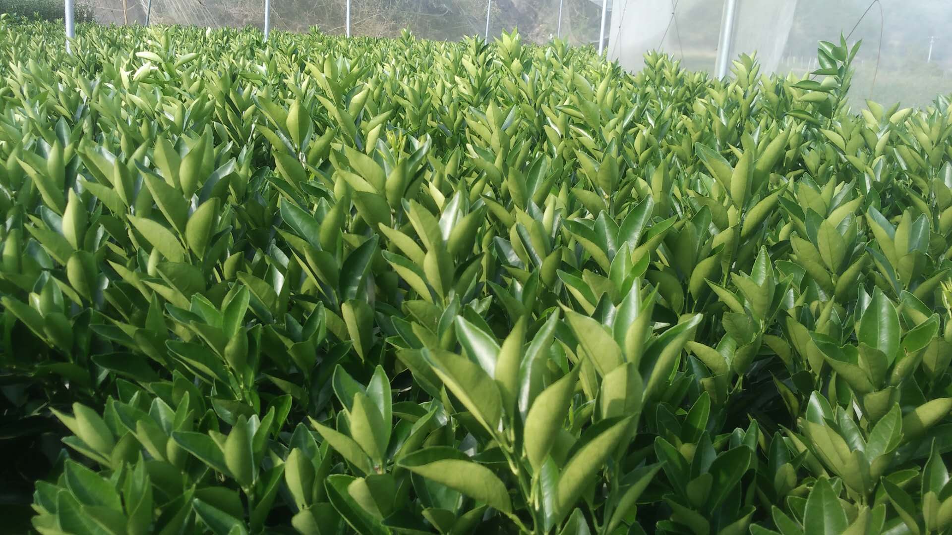 廣西桂林臍橙苗基地-廣西臍橙苗價(jià)格、批發(fā)報(bào)價(jià)、價(jià)格大全/廠家